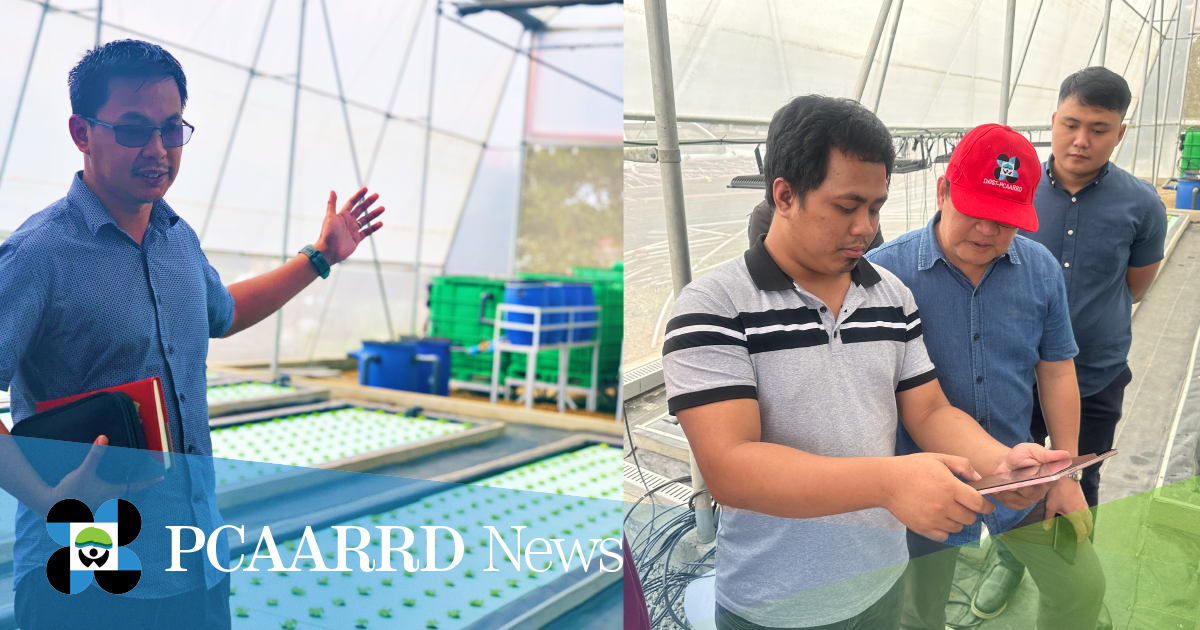 DOST ATLANTIS project developed an automated greenhouse for lettuce and tilapia